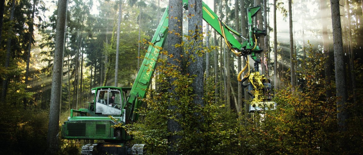 Big harvester harvests spruce tree in mixed Bavarian Forest
