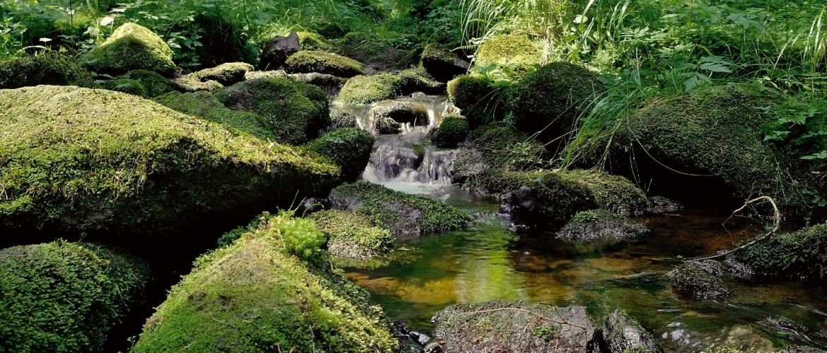 Small brook in a forst in Czech Republic