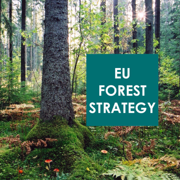 The new EU Forest Strategy – Online Public hearing – European