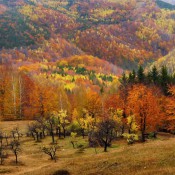 Autumn in Carphatian forests