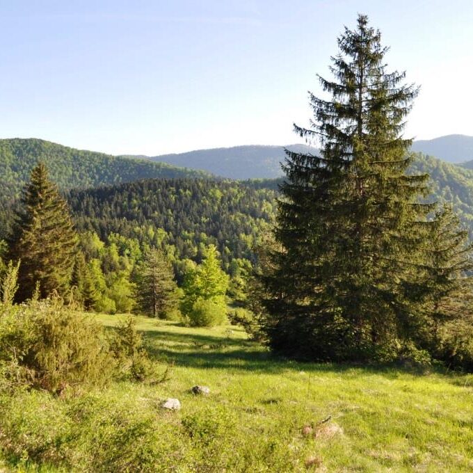 EUSTAFOR position paper: Preserving forests, jobs, and local economy: EUSTAFOR’s call for balanced and sound land protection approaches
