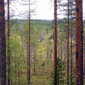 Pineforest in Finland