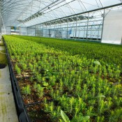 Forest nursery - future of forests