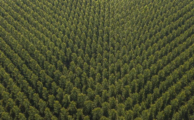 What is the future of plantation forests in Europe?