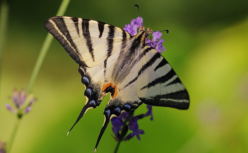 European Commission speeds up on forests and biodiversity